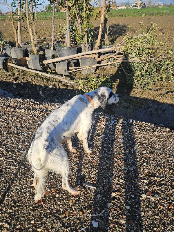 💕ZEUS CERCA CASA 🏠❤️ Foto 8